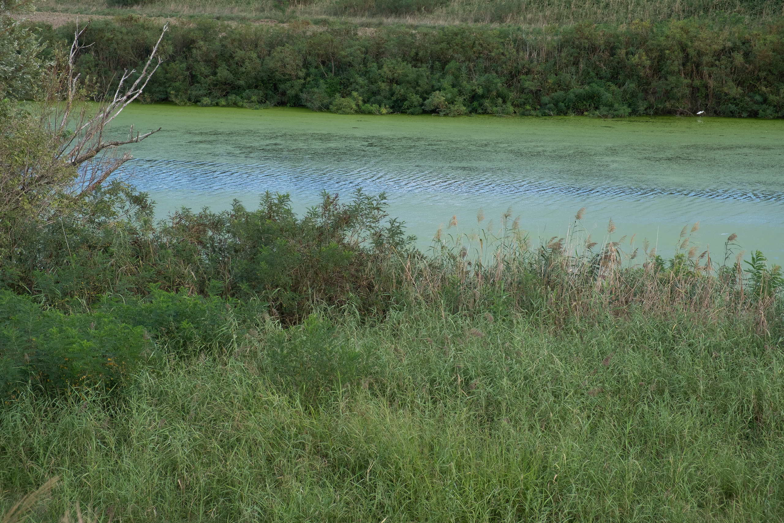 Algengrünes Wasser zwischen Schilf und Gebüsch